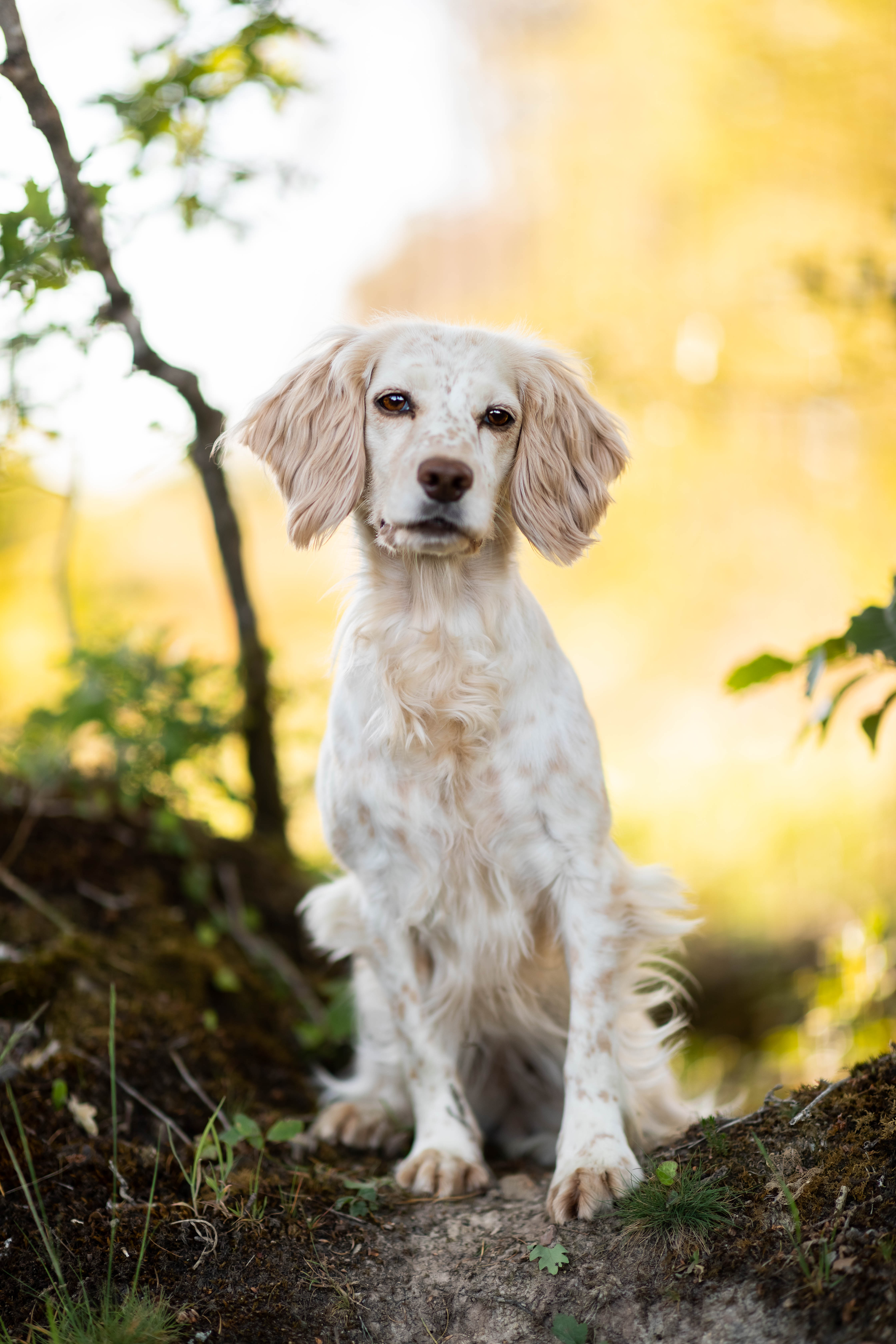 Checklist Chien Sensible